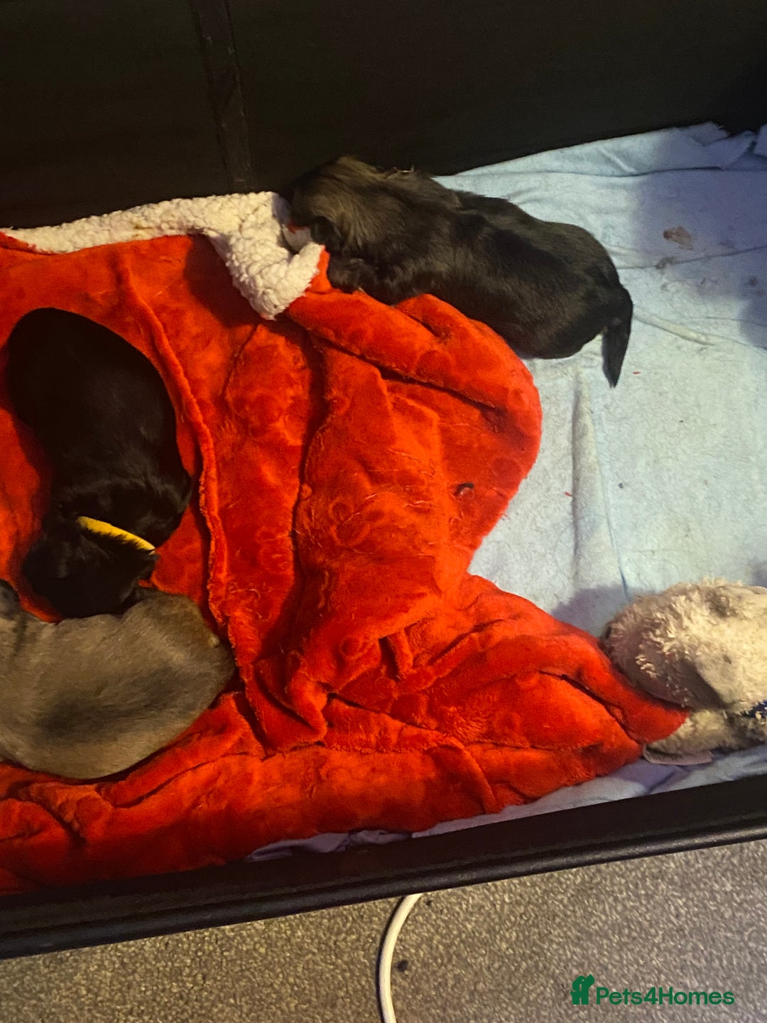 Shih Tzu dogs for sale: Puppy for sale  - Image 10