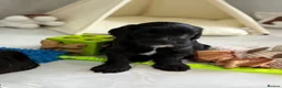 Australian Labradoodle dogs for sale: Multigen Prestige Australian Labradoodle puppies💜 - Advert 10
