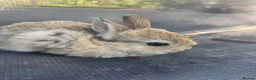 Netherland Dwarf rabbits for sale: Netherland Dwarf Agouti - Advert 6