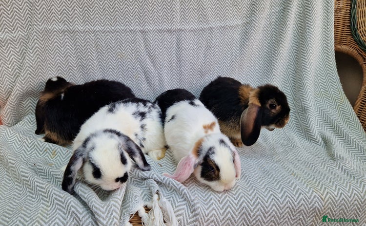 Mini Lop rabbits - Advert 9