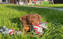 Miniature Dachshund dogs for sale: Ethically Bred Superior Health Tested Miniatures - Image 35