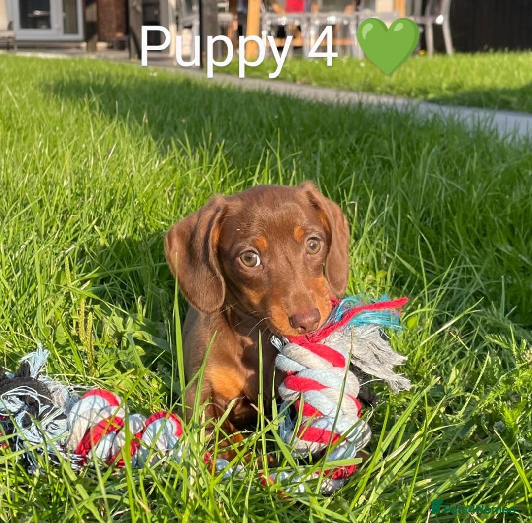 Miniature Dachshund dogs for sale: Ethically Bred Superior Health Tested Miniatures - Image 35