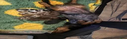 Miniature Dachshund dogs for sale: Gorgeous Long Haired Miniature Dachshund Puppies - Advert 16