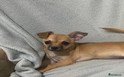 Chihuahua dogs for sale: 1 male and 1 female smooth coat Chihuahua - Image 10