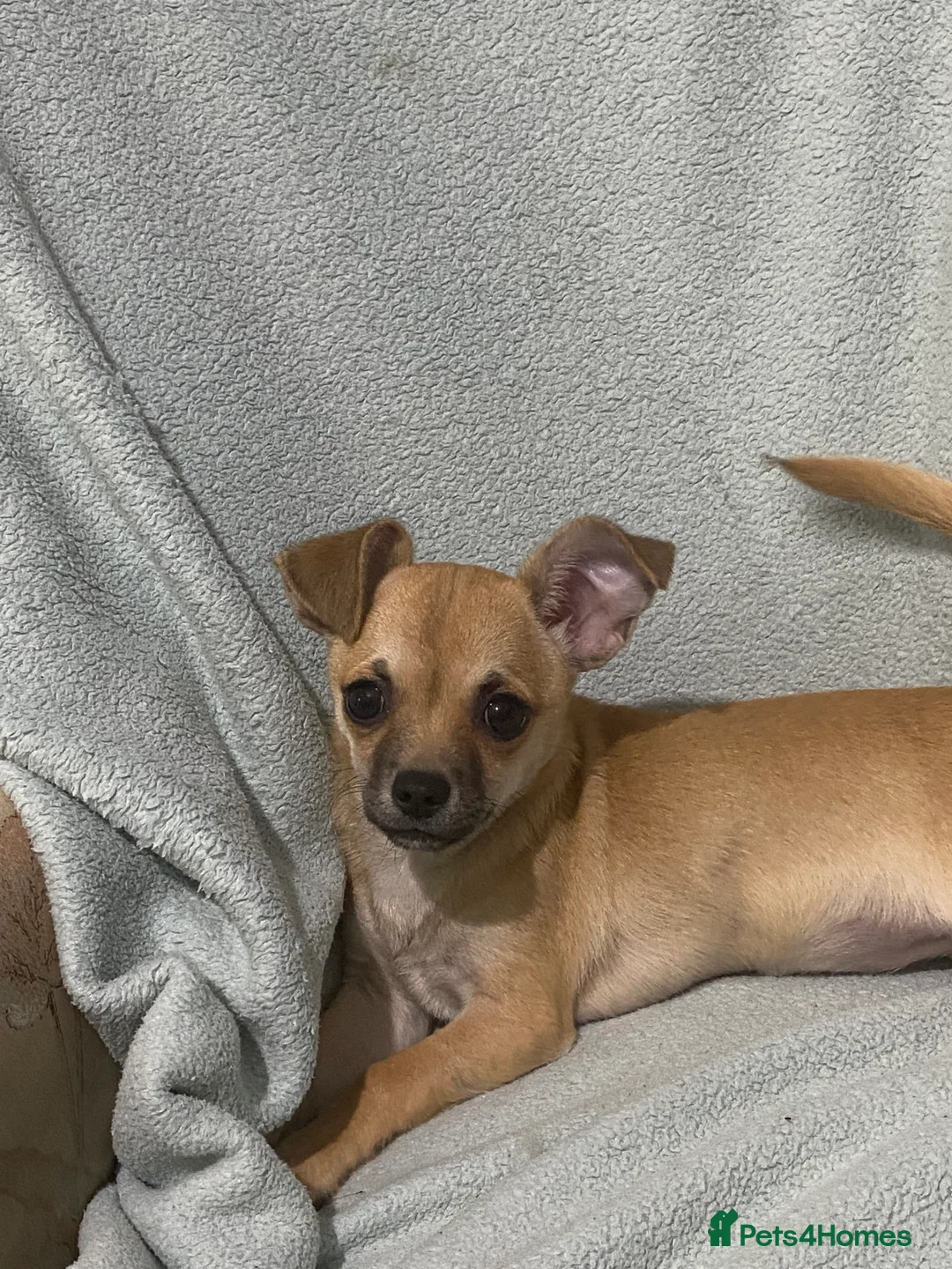 Chihuahua dogs for sale: 1 male and 1 female smooth coat Chihuahua - Advert 10