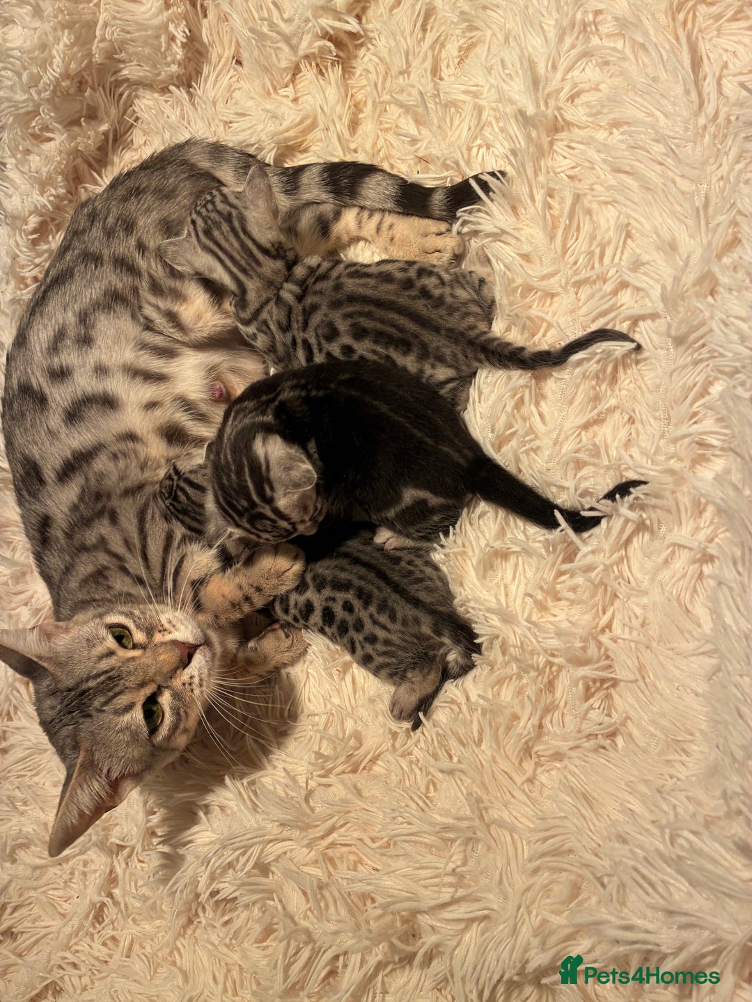 Bengal cats for sale: Beechwood Bengals  stunning SILVER kittens - Image 20