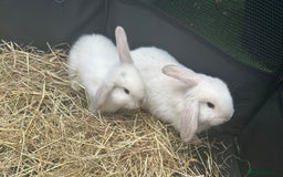 Mini Lop rabbits for sale: mini lops  - Image 8