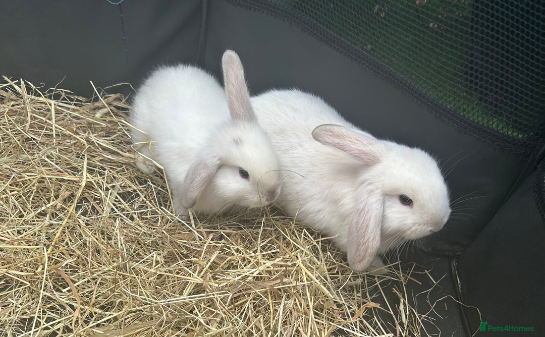 Mini Lop rabbits for sale: mini lops  - Image 8