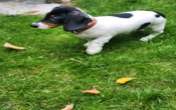 Dachshund dogs for sale: Kensington Dachshund Puppies  - Image 17