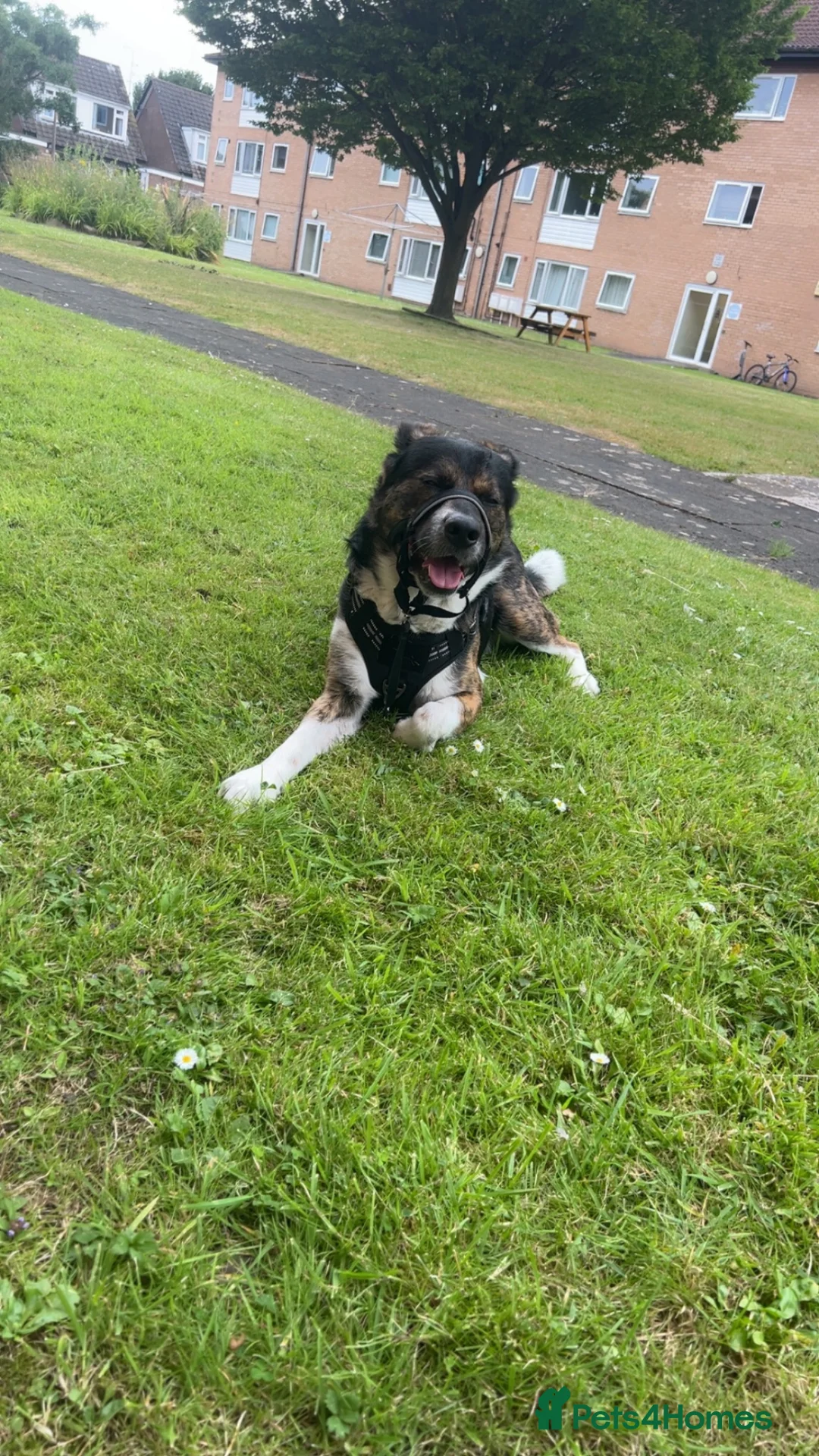 Mixed Breed dogs for sale: Axel(Akita cross - Advert 2