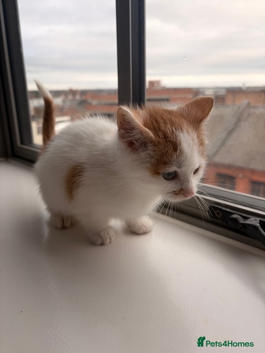 Mixed Breed cats for sale: Beautiful Mixed Kittens - Advert 3