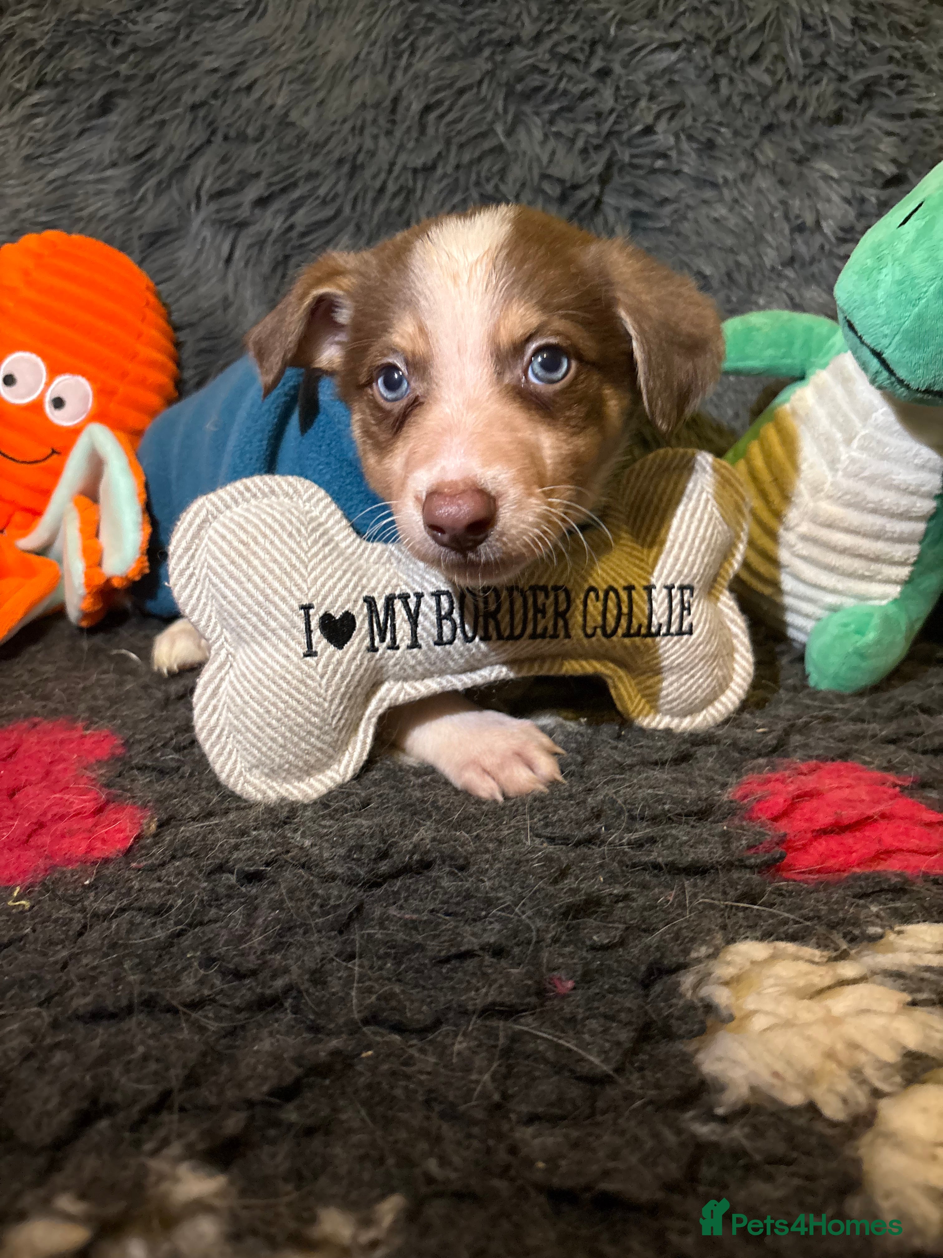 Border Collie dogs Border collie puppies for active homes  - Advert 17