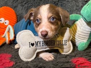 Border Collie dogs Ready to leave, health checked border collies - Advert 2