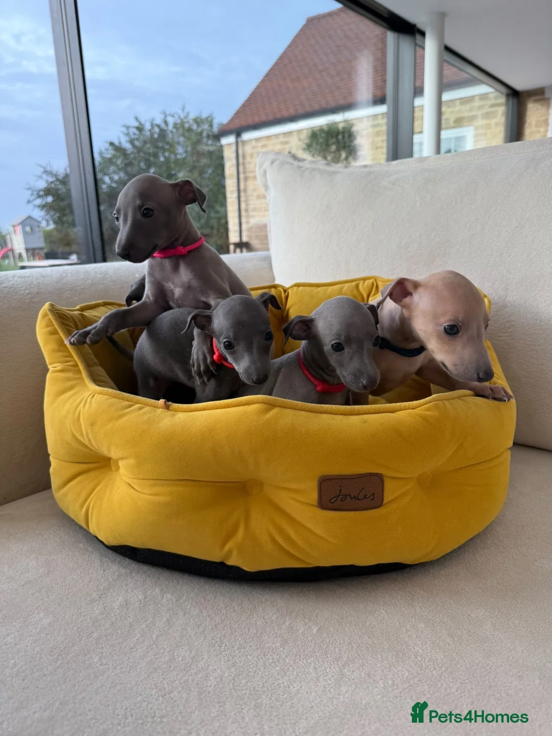 Italian Greyhound dogs for sale: Pedigree Italian Greyhound Puppies *Bred by Vets* in Abingdon - Advert 1