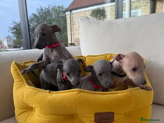 Italian Greyhound dogs Pedigree Italian Greyhound Puppies *Bred by Vets* - Advert 12