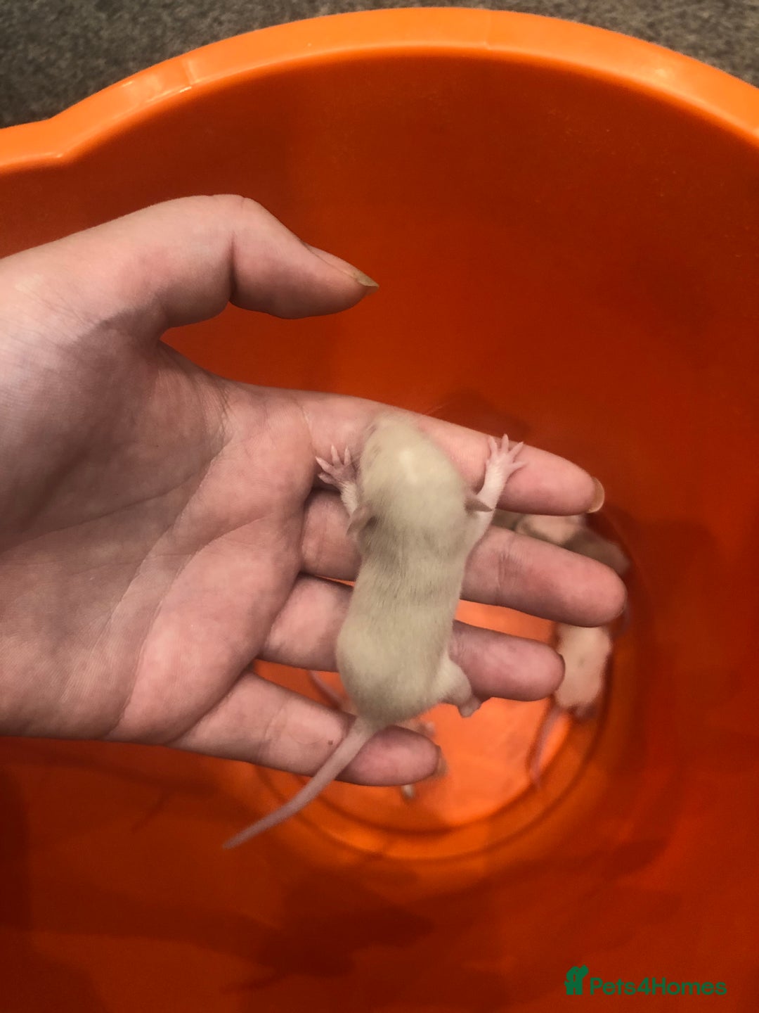 Rat rodents for sale: Rats for sale dumbo ear mother - Image 6