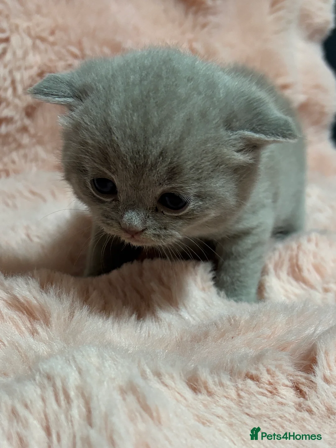British Shorthair cats for sale: Beautiful British short hair kittens  - Advert 17