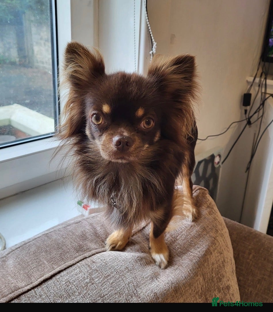 Chihuahua dogs Chocolate Long Hair Chihuahua- 17 months old - Advert 3