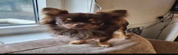 Chihuahua dogs for sale: Chocolate Long Hair Chihuahua- 17 months old in Clitheroe - Advert 1