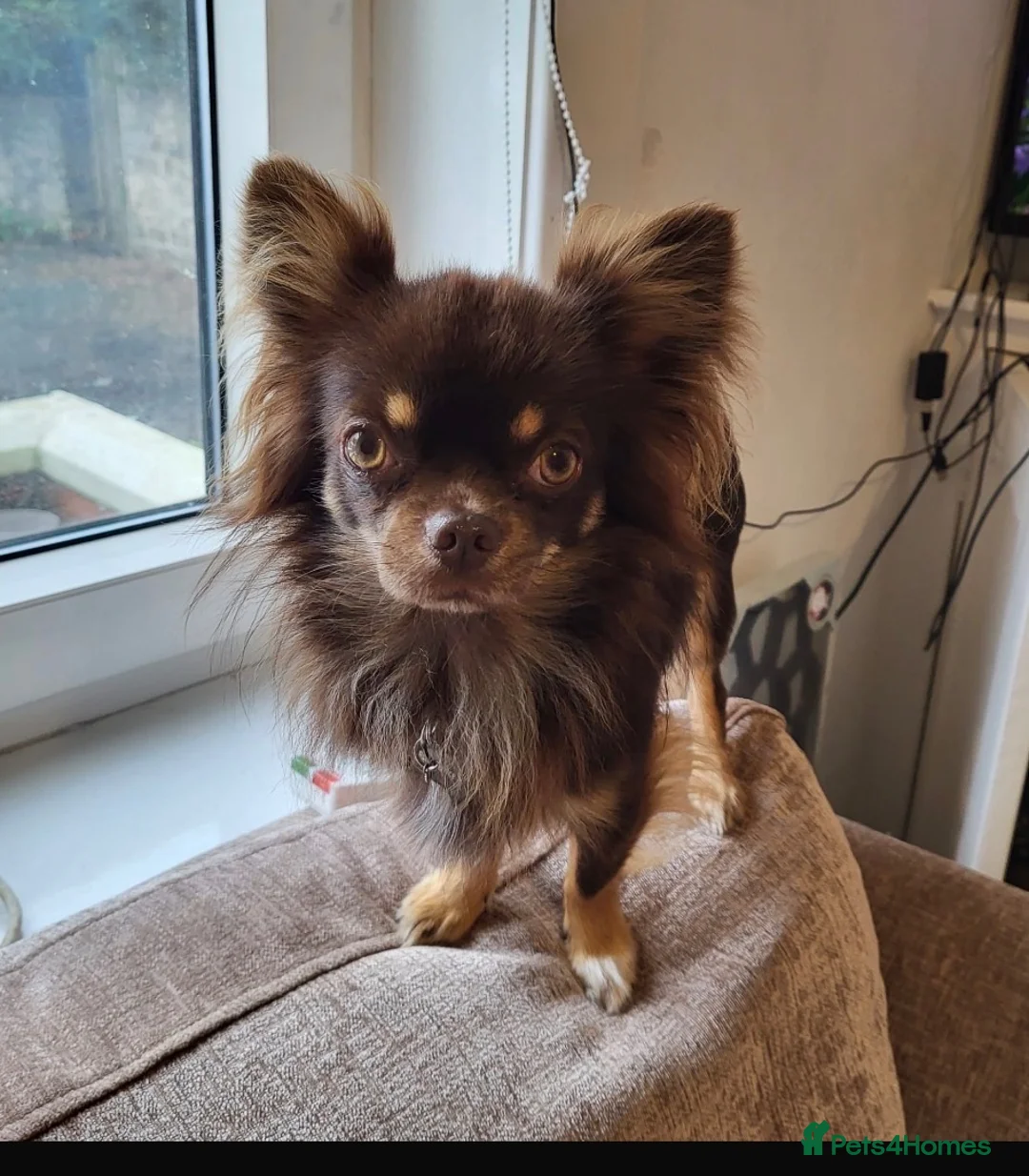 Chihuahua dogs for sale: Chocolate Long Hair Chihuahua- 17 months old in Clitheroe - Advert 1