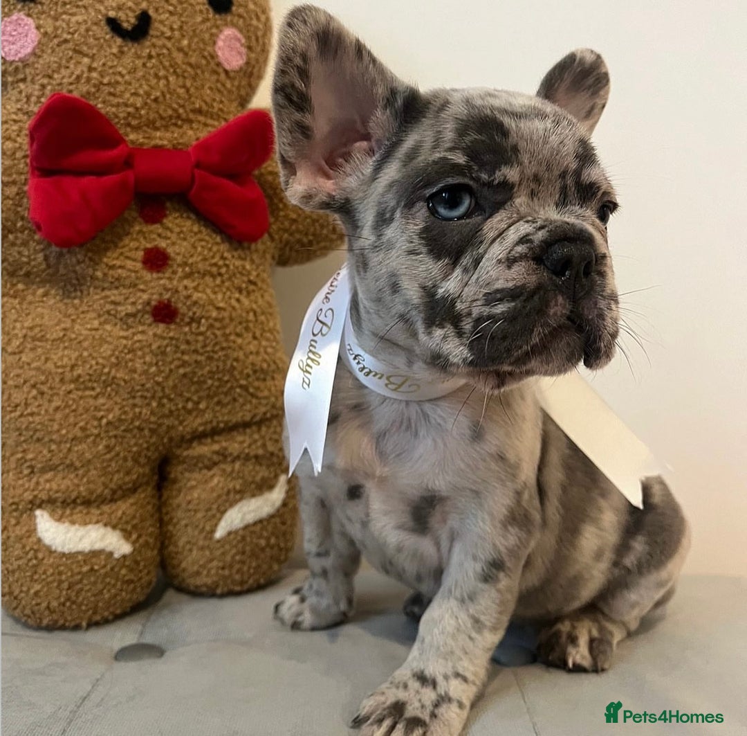 French Bulldog dogs for sale: Last frenchie left out of 6!!! - Advert 3