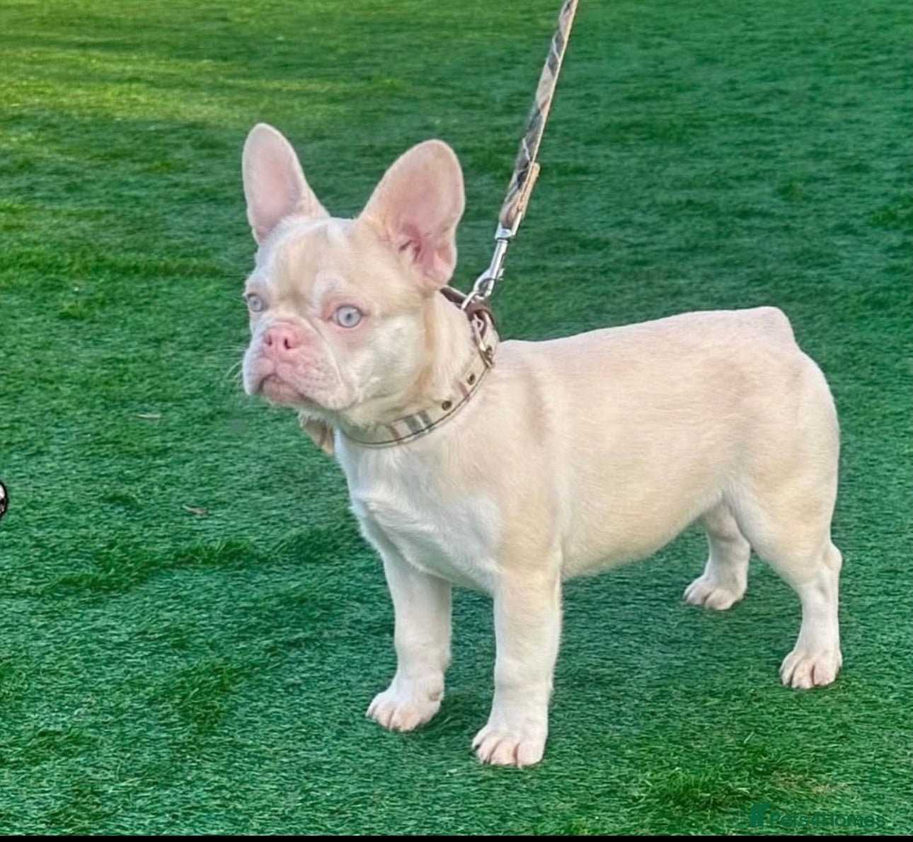 French Bulldog dogs 1 luxury male French bulldog visual pink  **   - Advert 5