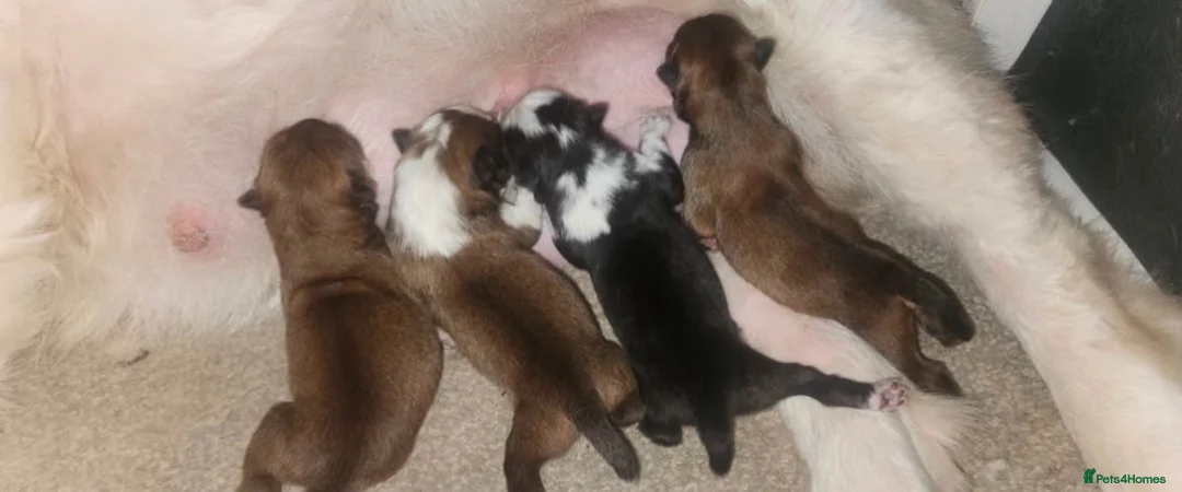 Mixed Breed dogs for sale: Chow Cross French Bulldog Puppies - Advert 2
