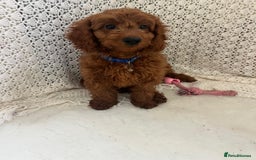 Cavapoo dogs for sale: health tested red cavapoo babies in Goole - Image 6