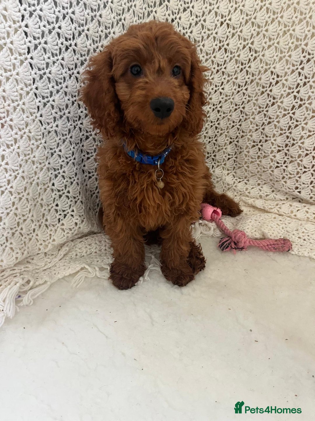 Cavapoo dogs for sale: health tested red cavapoo babies in Goole - Image 6