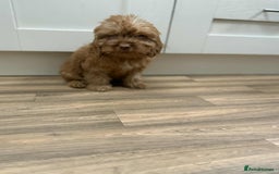 Cockapoo dogs for sale: Rehomed biscuits looking for 5*home - Image 13