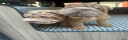 Shar Pei dogs for sale: beautiful shar pei girl  - Advert 10
