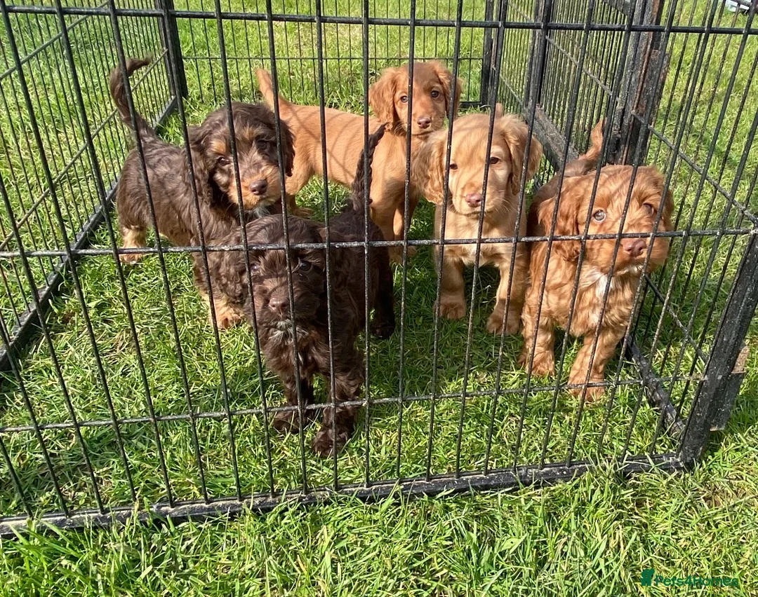 Cockapoo dogs for sale: 5 gorgeous cockapoo puppies  - Advert 2