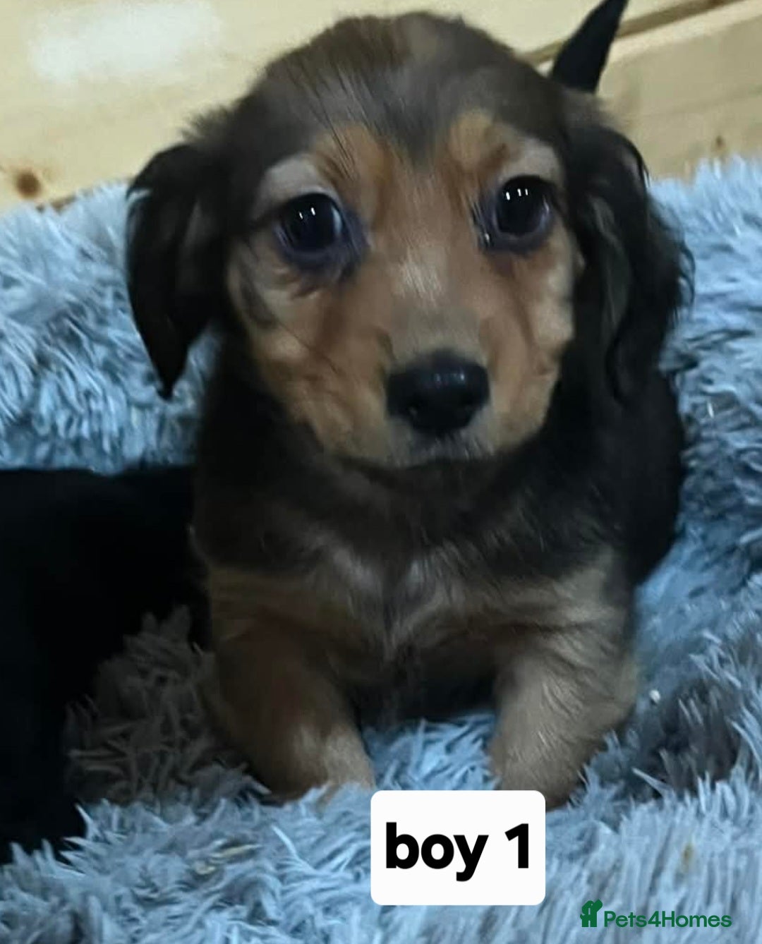 Mixed Breed dogs for sale: Dashound x jack Russell pups - Advert 1