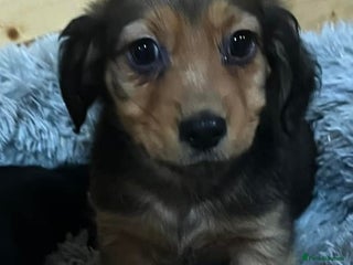 Mixed Breed dogs Dashound x jack Russell pups - Advert 1