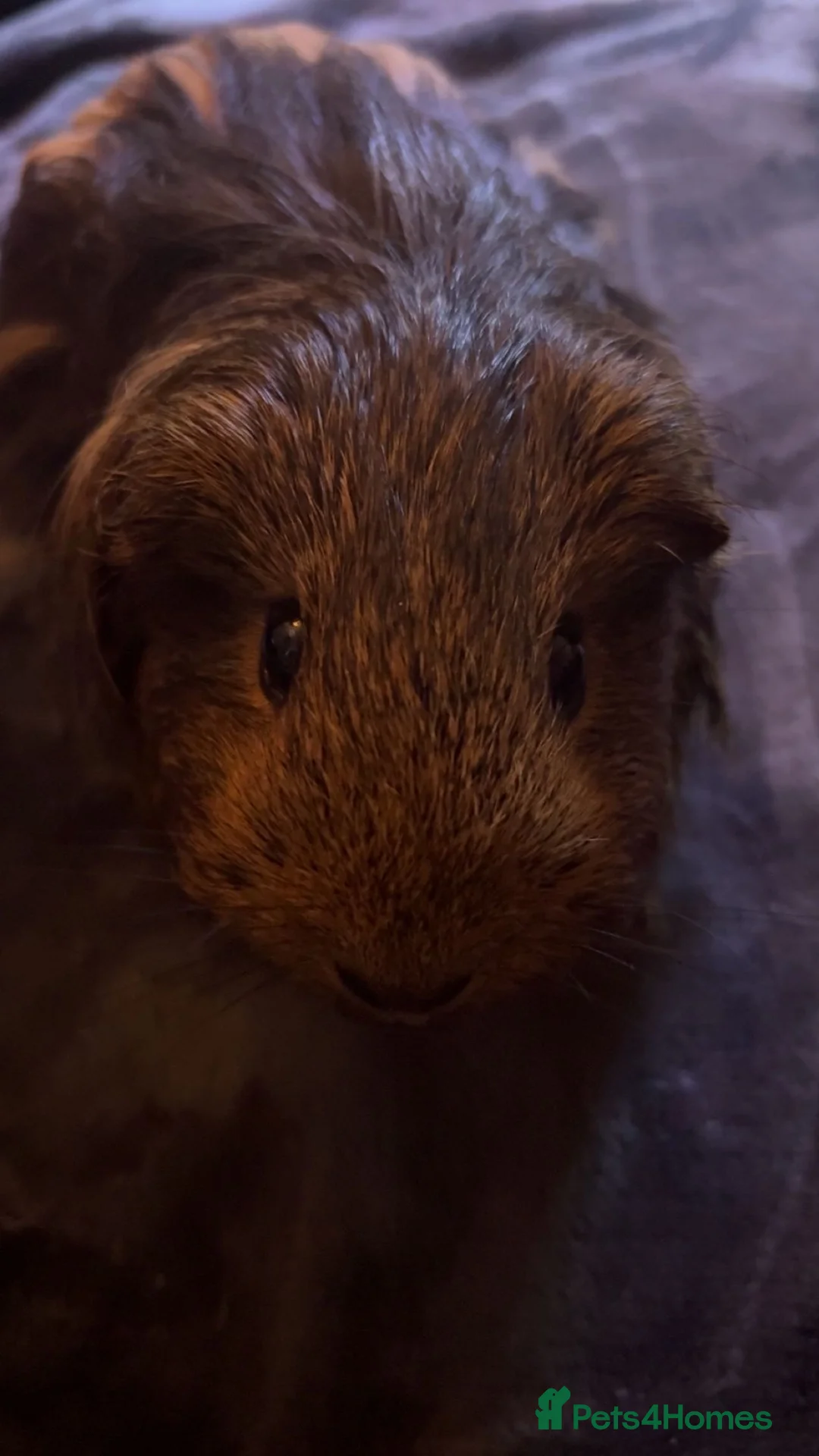 Guinea Pig rodents for sale: Guinea pigs for sale  - Advert 5