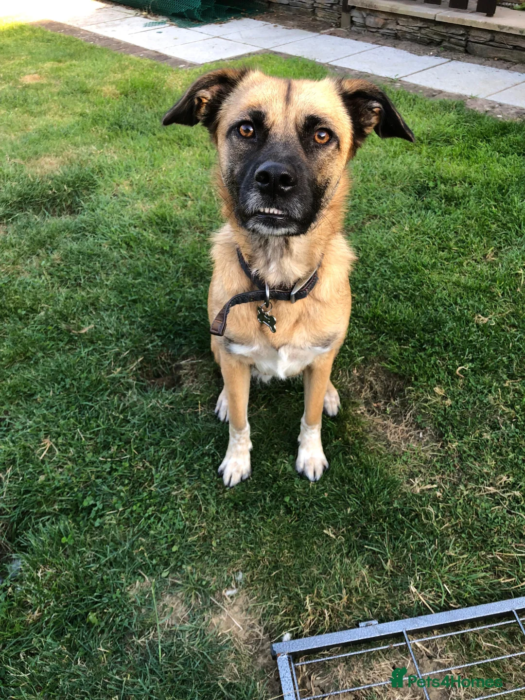 Mixed Breed dogs for adoption: Maple - Advert 3