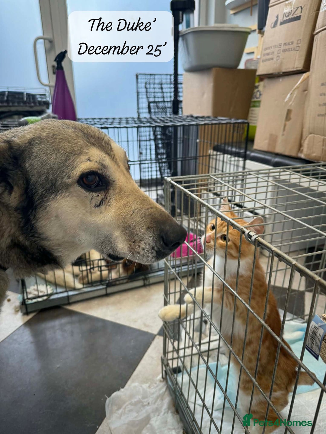 Mixed Breed dogs for adoption: The Duke, 8 yrs approx. Available for adoption. - Advert 18