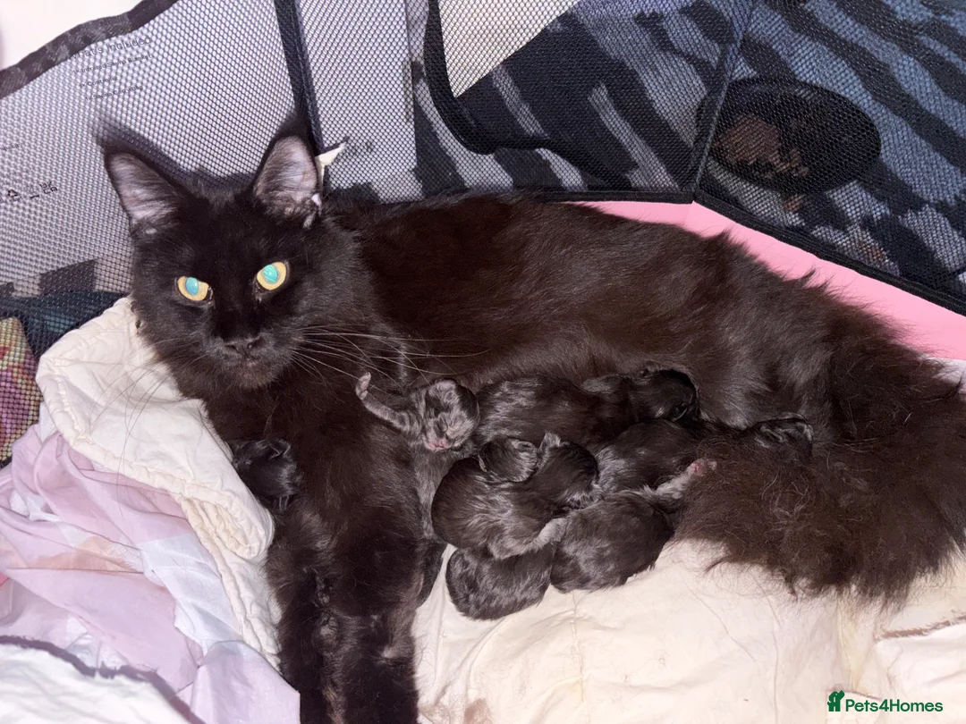 Maine Coon cats for sale: Beautiful Maine coon  kittens  - Advert 18