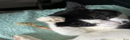 Mixed Breed cats for sale: Thor – A Striking, Really Affectionate Tuxedo Boy! in Brentwood - Advert 2