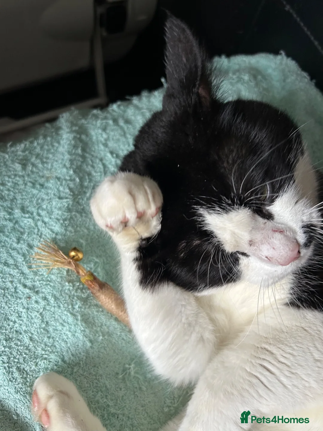 Mixed Breed cats for sale: Thor – A Striking, Really Affectionate Tuxedo Boy! in Brentwood - Advert 2