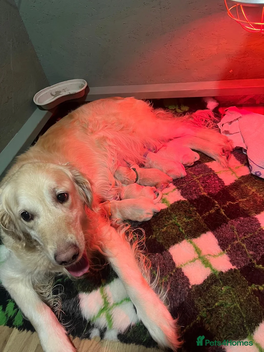 Golden Retriever dogs for sale: Beautiful Golden retriever pups - Advert 2