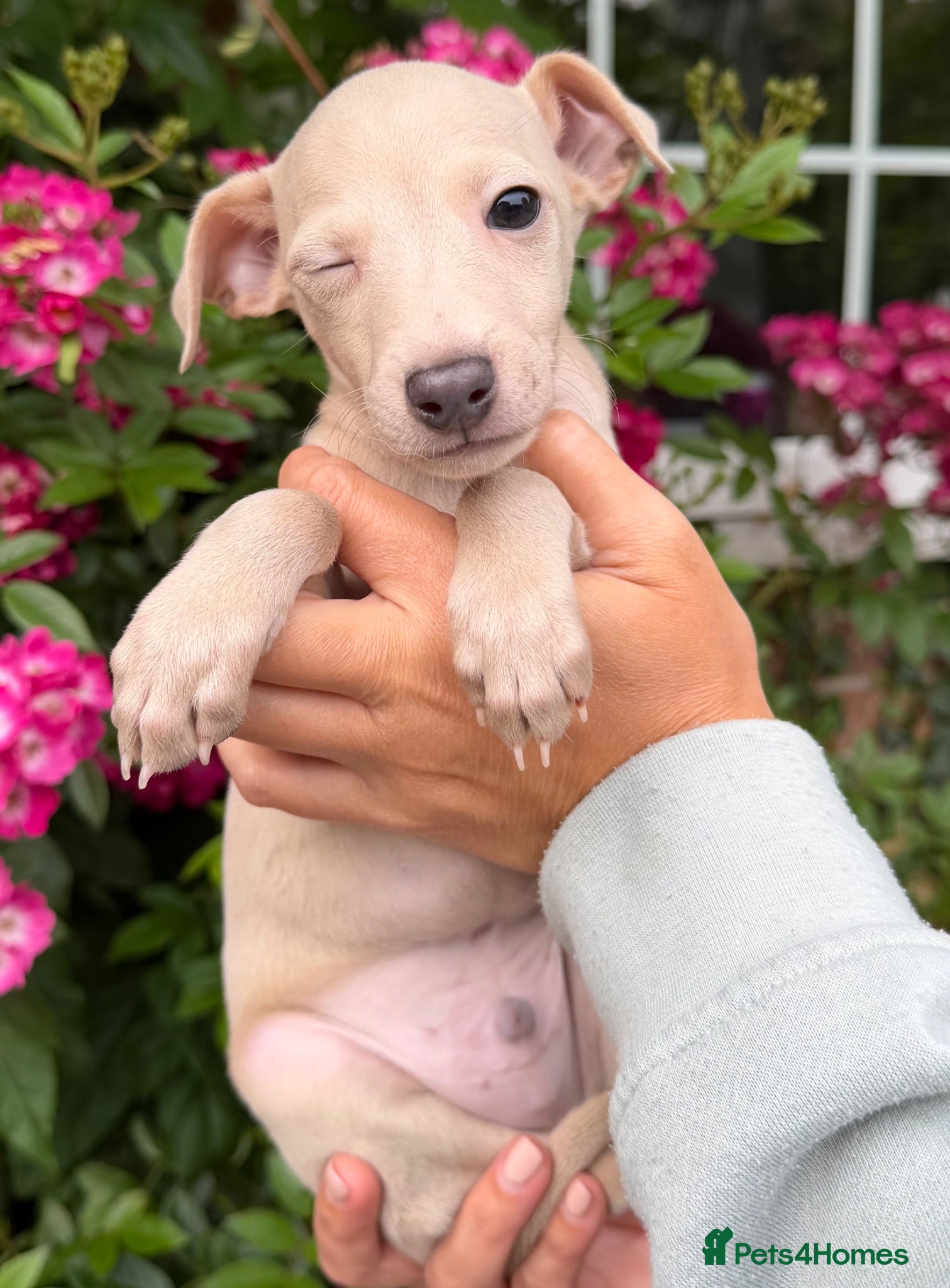 Italian Greyhound dogs 🐾Stunning cream kc registered iggys🐾 - Advert 1
