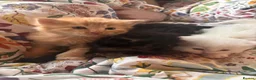 Norwegian Forest Cat cats for sale: Tricolore Magic  - Advert 12