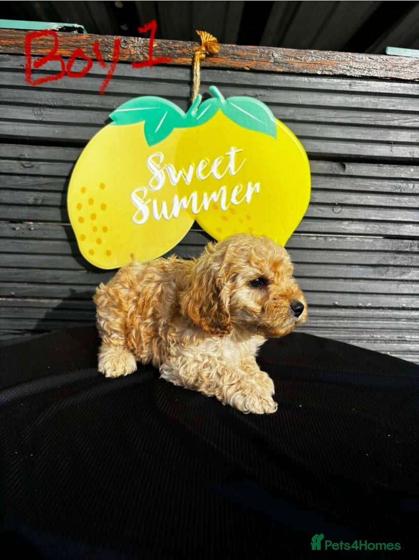 Cockapoo dogs STUNNING F1 RED COCKAPOO ready now! - Advert 1