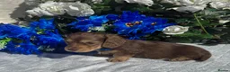 Miniature Dachshund dogs for sale: STUNNING KC LONG HAIRED MINIATURE DACHSHUND PUPS💕 - Advert 22