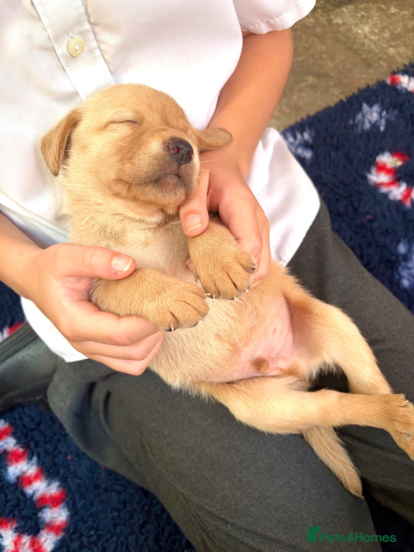 Labrador Retriever dogs ♥️4 week old black+golden, KC Registered labs❤️ - Advert 4