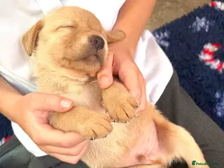 Labrador Retriever dogs ♥️4 week old black+golden, KC Registered labs❤️ - Advert 4