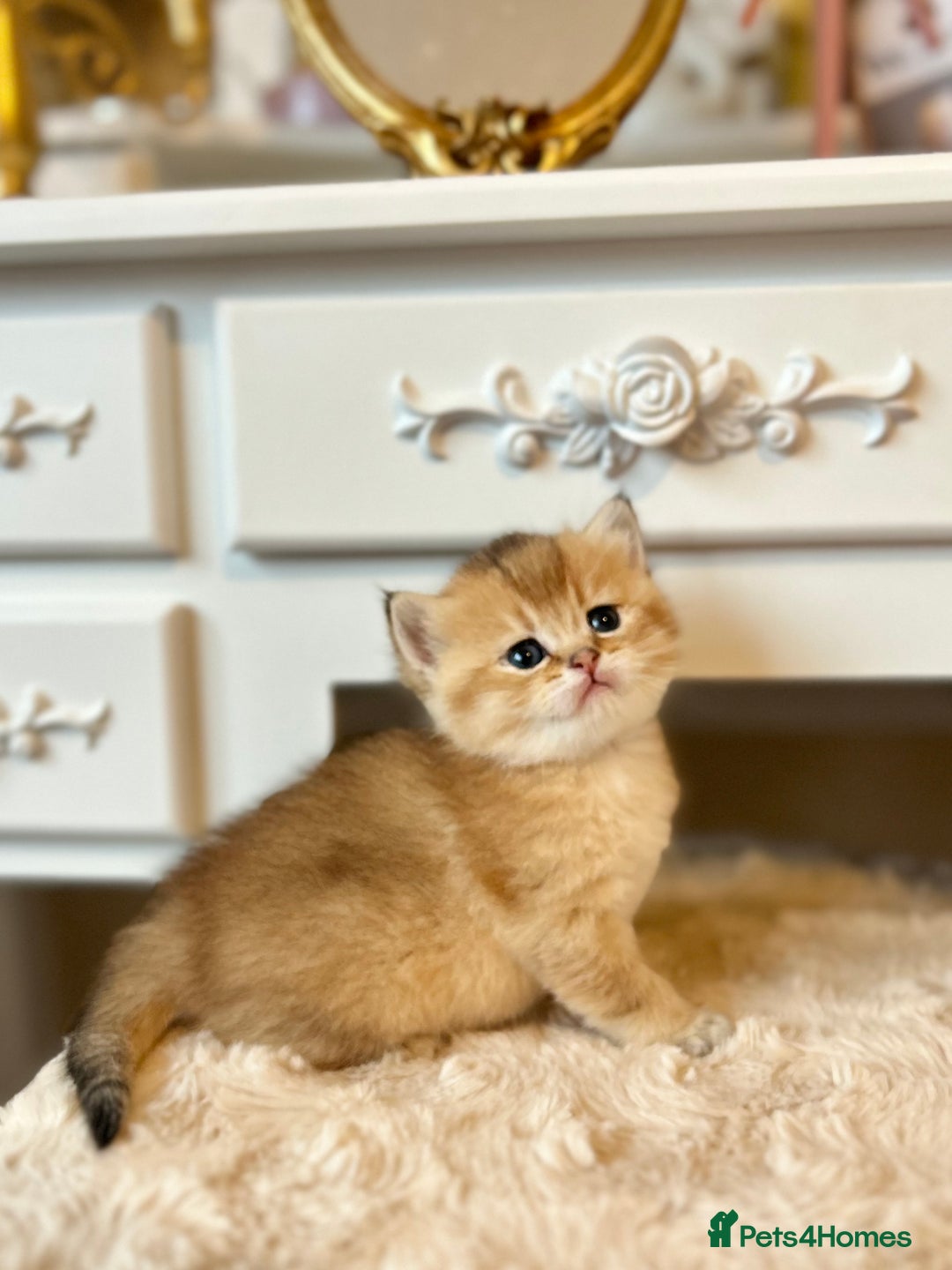 British Shorthair cats for sale: Stunning litter of 6 nuggets! - Advert 9