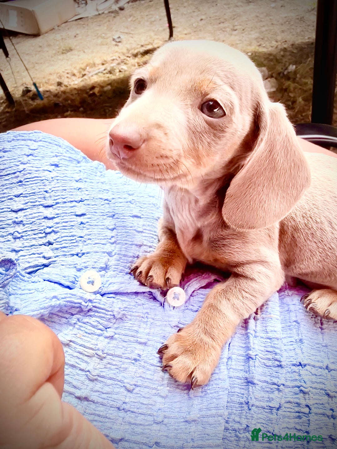Miniature Dachshund dogs for sale: Beautiful Isabella dachshund puppies - Image 14
