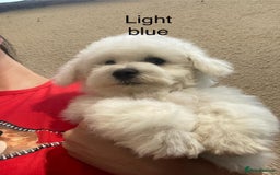 Bichon Frise dogs for sale: Bichon Frise Puppies  - Image 11